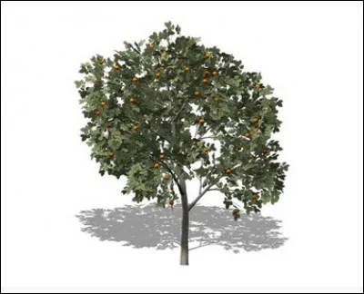 Comment appelle-t-on le fruit du plaqueminier ?