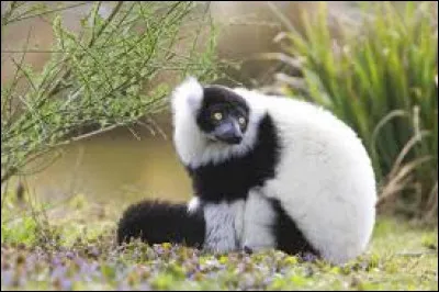 Quel est le nom de cet animal ?