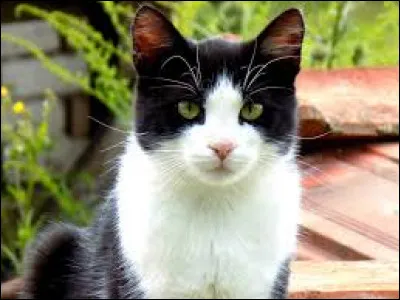 Comment appelle-t-on la robe d'un chat noir et blanc ?