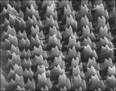 Quel nom donne-t-on à la langue de l'escargot ?