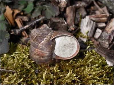 Quel est le nom de la structure qui scelle l'ouverture de la coquille ce qui permet à l'animal de se protéger contre la dessication ?