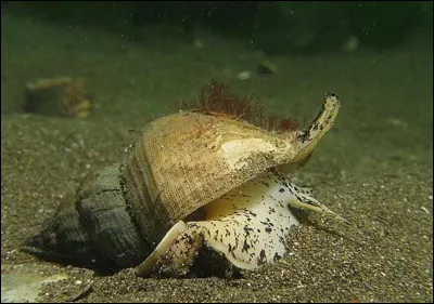 Le bulot est appellé escargot de mer. Quel est l'autre nom par lequel on le désigne ?