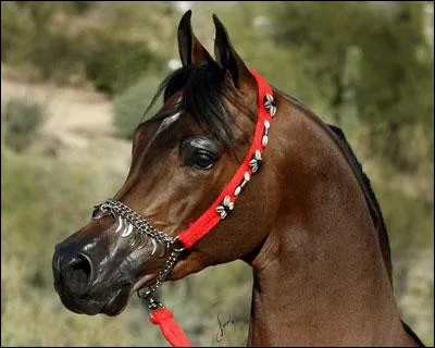 Quelle est cette race ?