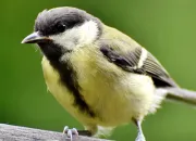 Quiz Les passereaux