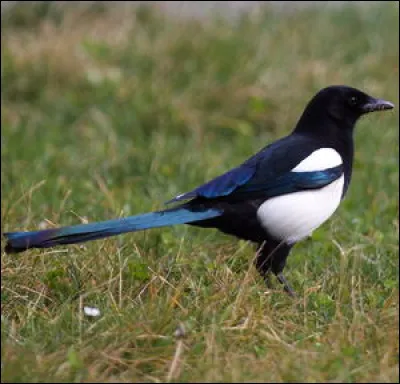 Quel est le nom de cet oiseau ?