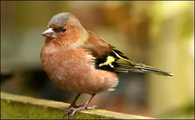 Quel est le nom de cet oiseau ?