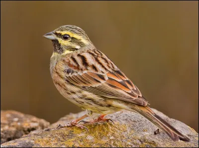 Quel est le nom de cet oiseau ?