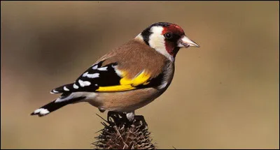 Quel est le nom de cet oiseau ?