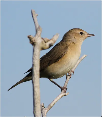 Quel est le nom de cet oiseau ?
