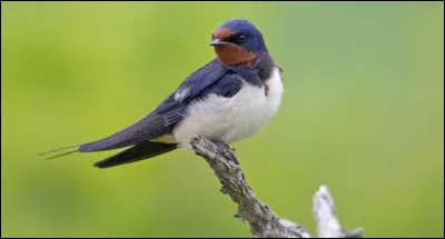 Quel est le nom de cet oiseau ?