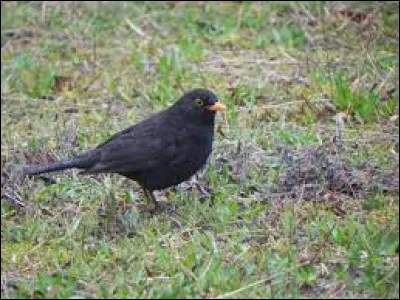 Quel est le nom de cet oiseau ?