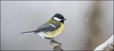 Quel est le nom de cet oiseau ?