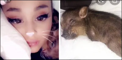 Comment s'appelle son cochon de compagnie ?