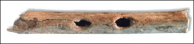 De 20 à 35 000 ans > Cette flûte est l'une des 30 retrouvée dans la grotte d'Isturitz. Cette période correspond à 3 cultures : Aurignacien, Gravettien et ...