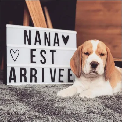 Comment s'appelle la chienne de Roxane ?