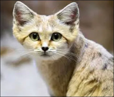 Où peut-on voir le Chat des sables ?