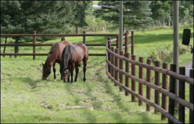 Où habite le cheval ?