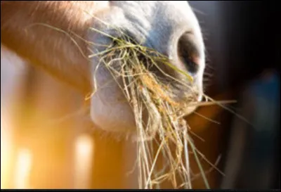 Que mange le cheval ?