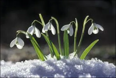 Quelle est cette fleur ?
