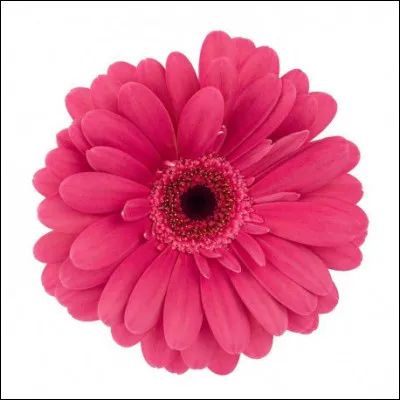 Quelle est cette fleur ?