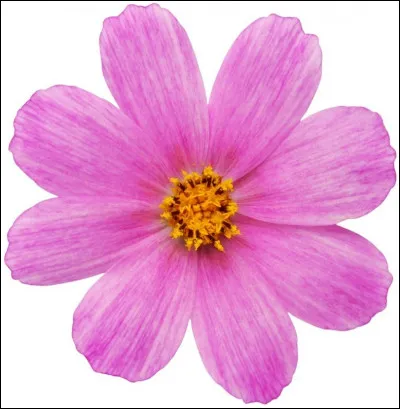 Quelle est cette fleur ?