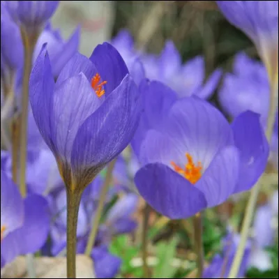 Quelle est cette fleur ?