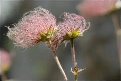 Quelle est cette fleur ?