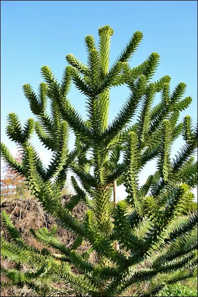 Quelle est cette plante ?