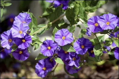 Quelle est cette fleur ?