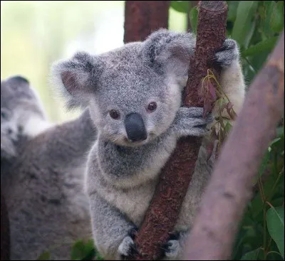Quel est le nom de cet animal qui ne mange que des feuilles d'eucalyptus ?