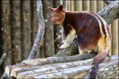 Comment se nomme cet animal qui mesure 70 cm ?