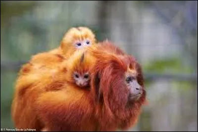 Comment s'appelle cet animal qui vit dans les arbres ?