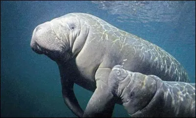 Comment s'appelle cet animal qui aime les eaux chaudes de plus de 20°C ?