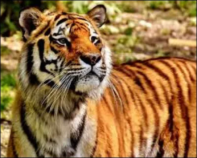 Quel est le nom de cet animal qui habite dans les régions d'Inde ?