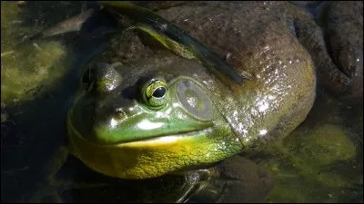 Les ouaouarons dorment plus que n'importe quel autre amphibien sur la planète :