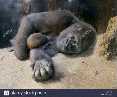 Plus le cerveau d'un mammifère est petit, plus il a besoin de sommeil :