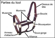 Quiz Galop 1