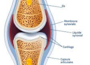 Quiz L'anatomie dans tous ses tats ! (2)