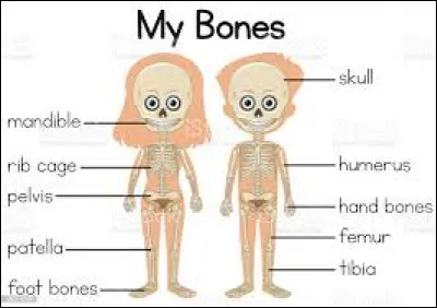 À propos de la structure de l'os :