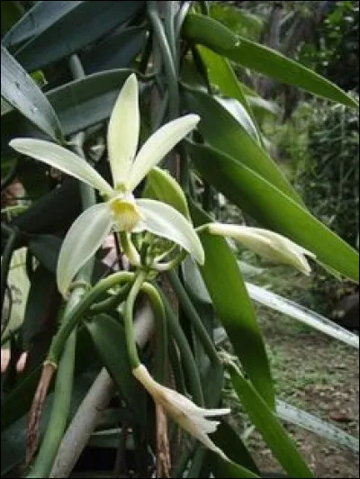 Dans quel pays produit-on le plus de vanille ?