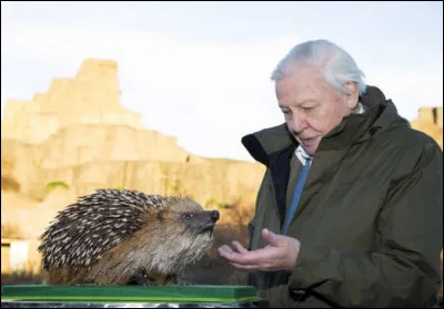 Au mois de mai, c'est la saison des amours. Après ___ semaines de gestation, de 2 à 7 petits naissent. 

Au bout de combien de temps sortent-ils du nid pour la première fois ?