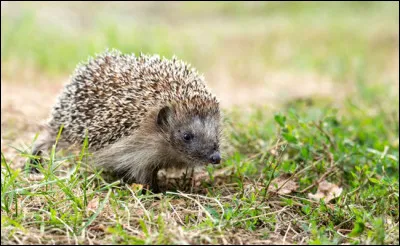 Comment aider le hérisson ?