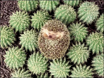 Note d'humour : que dit un hérisson qui se cogne à un cactus ?