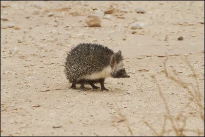 Il y a peu de temps encore, on rangeait le hérisson dans l'ordre des Insectivores avec la taupe, et la musaraigne. La génétique moléculaire lui offre depuis 2005 un ordre qui lui est propre : les Érinacéomorphes.

Que mange le hérisson ?
