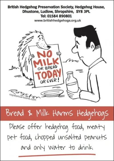 Le lait est-il bon pour la santé du hérisson ?