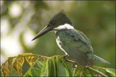 Combien de niveaux comprend la biodiversité ?