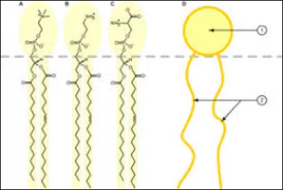 Quel caractère est commun à tous les acides gras ?