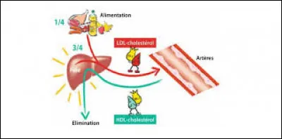 Quelles sont les caractéristiques du cholestérol ?