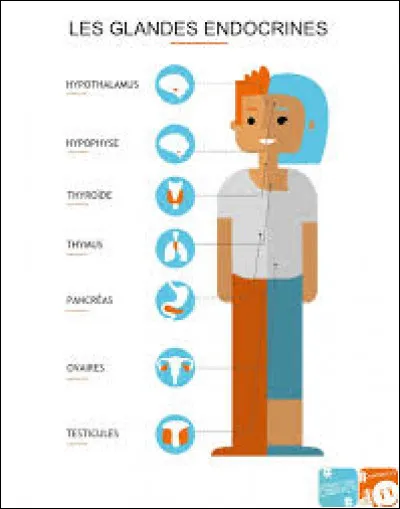 À propos des androgènes :