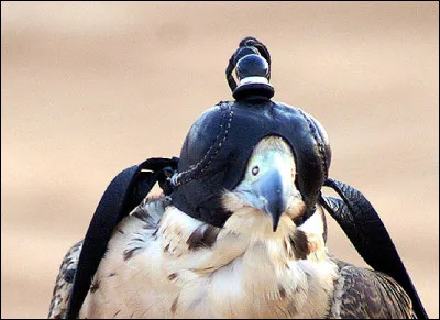 Dans quel film de Pierre Billon peut-on voir Raimu et Gisèle Casadessus ?